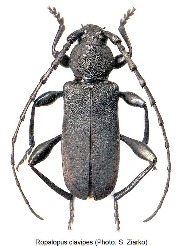 ropalopus_clavipes_hab.jpg