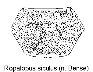 ropalopus_siculus_hsch.gif