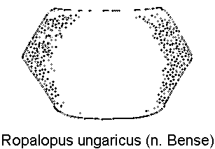 ropalopus_ungaricus_hsch.gif