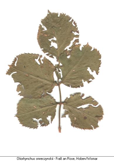 rosenbl.jpg