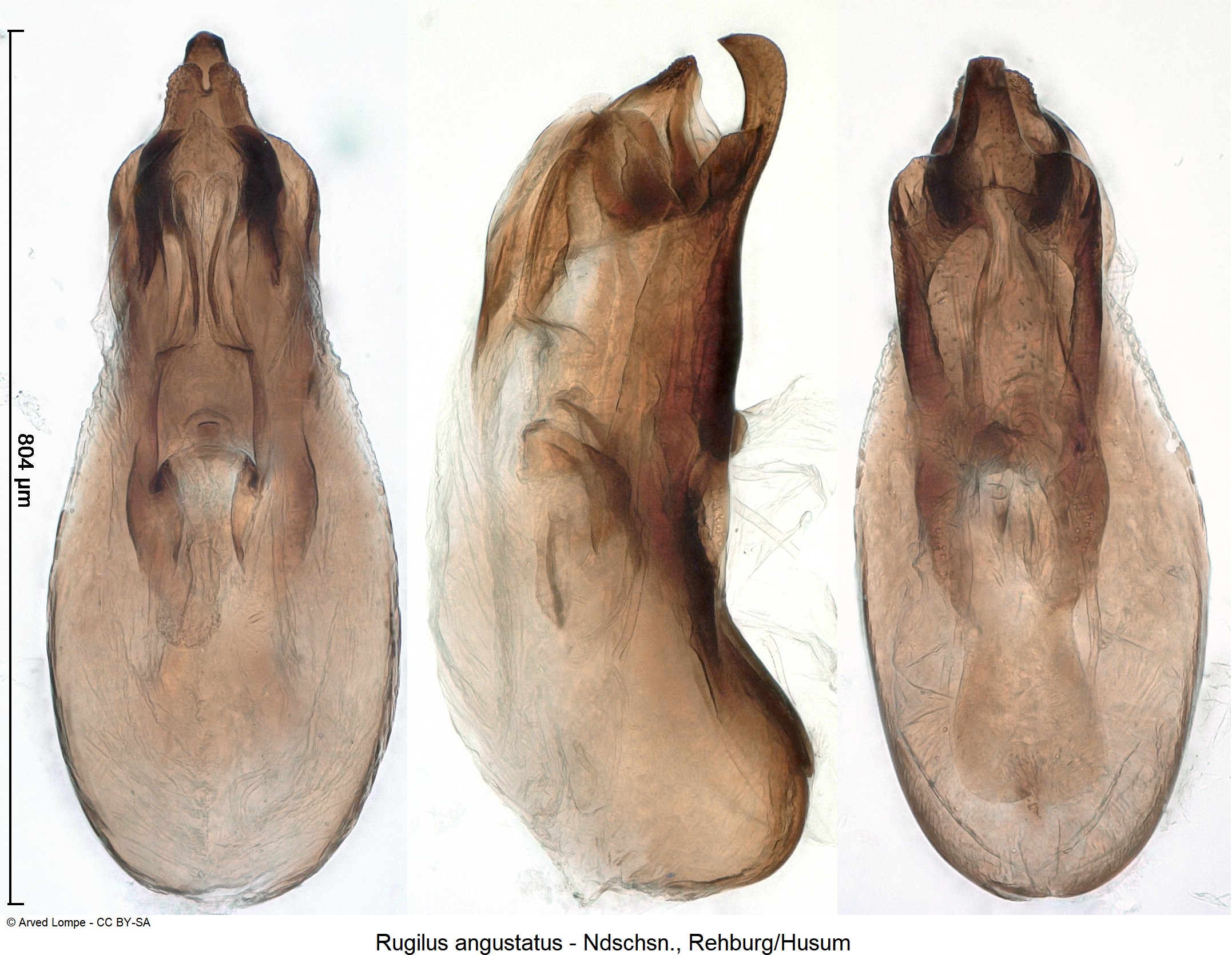 rugilus_angustatus_ck18476.jpg