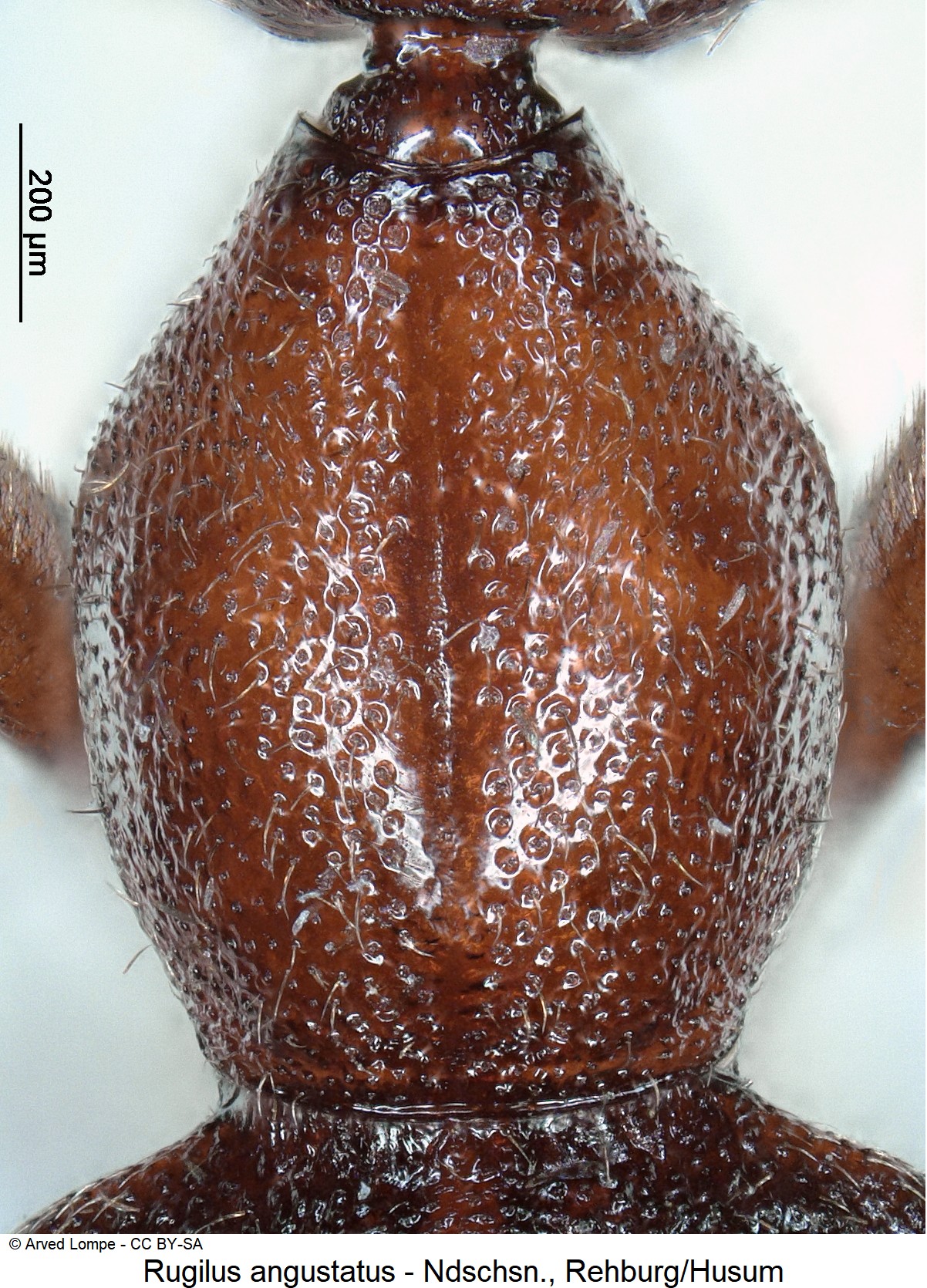 rugilus_angustatus_ck18476_hsch.jpg