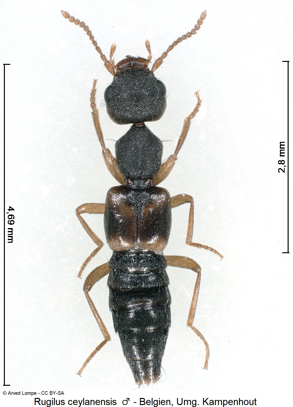 rugilus_ceylanensis_m_ck34120993_hab.jpg