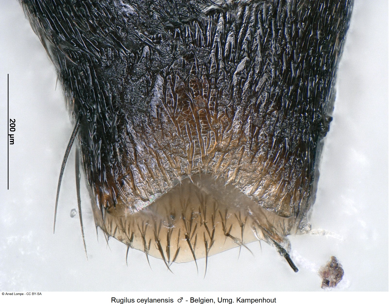 rugilus_ceylanensis_m_ck34120993_sterviii.jpg