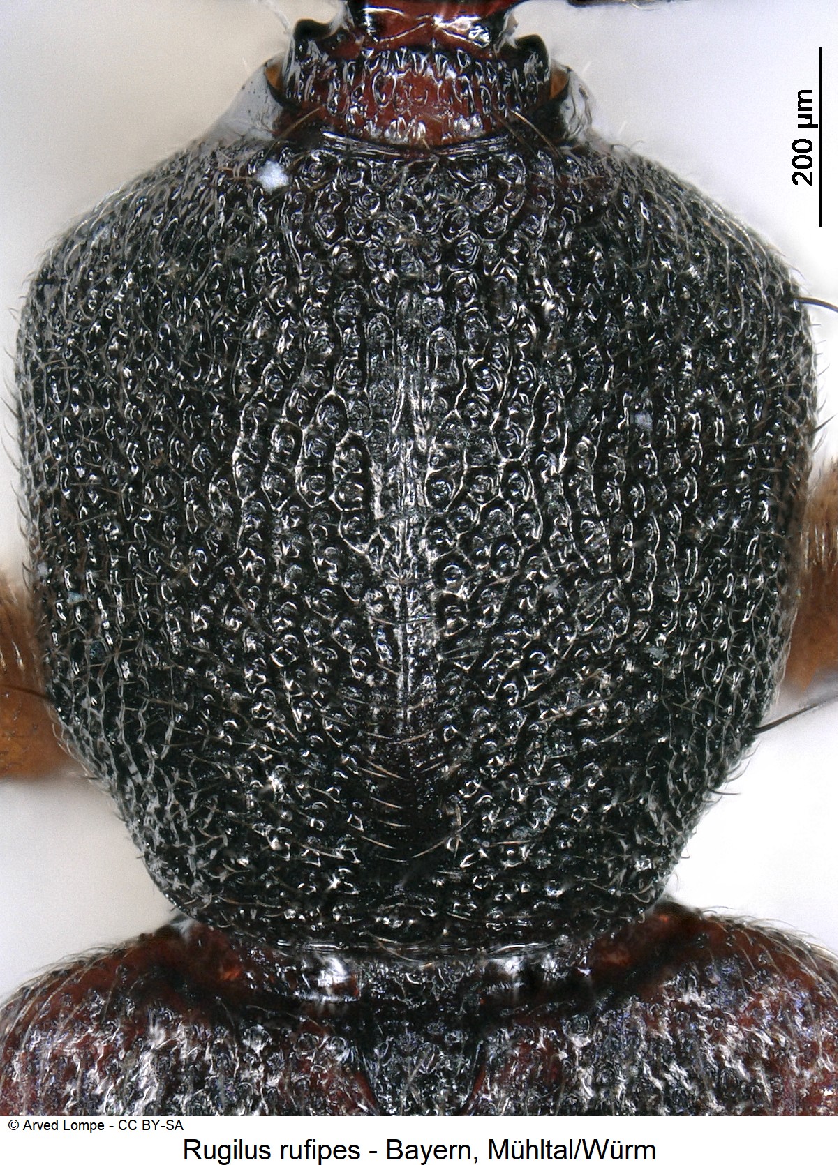 rugilus_rufipes_ck20061_hsch.jpg