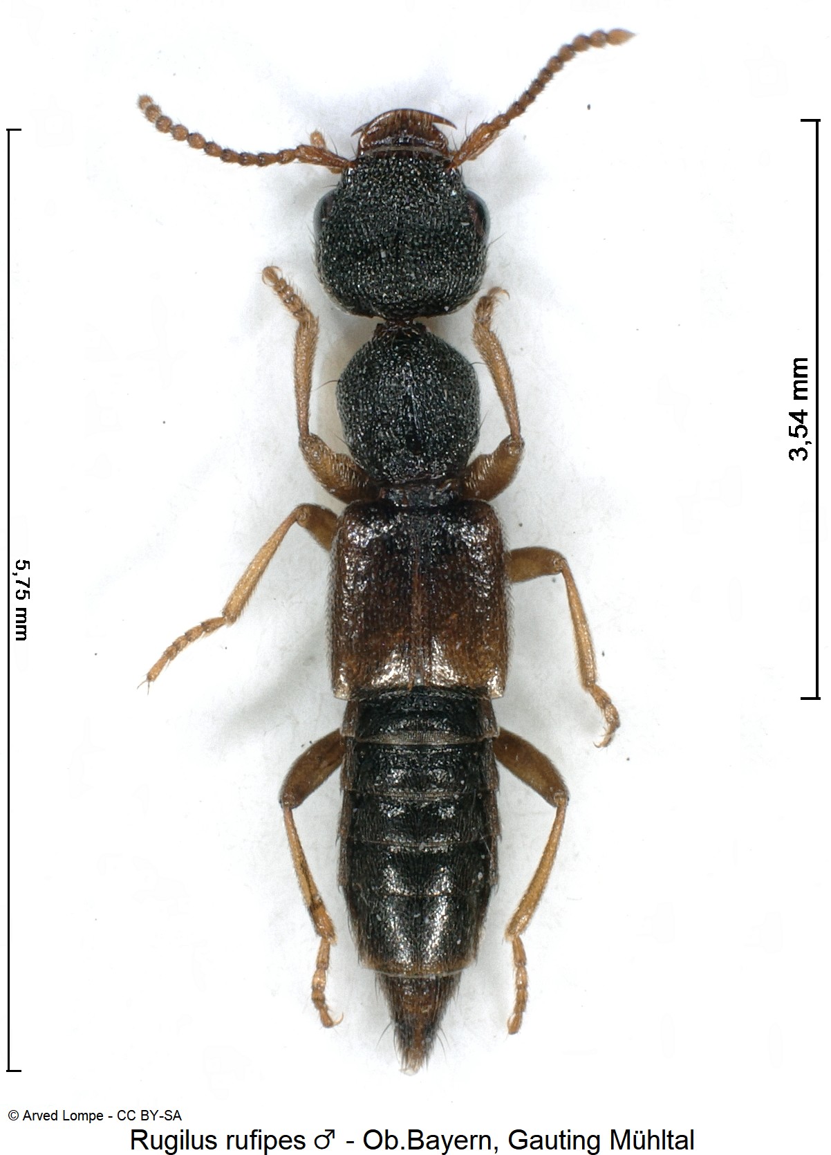rugilus_rufipes_m_ck16995_hab.jpg