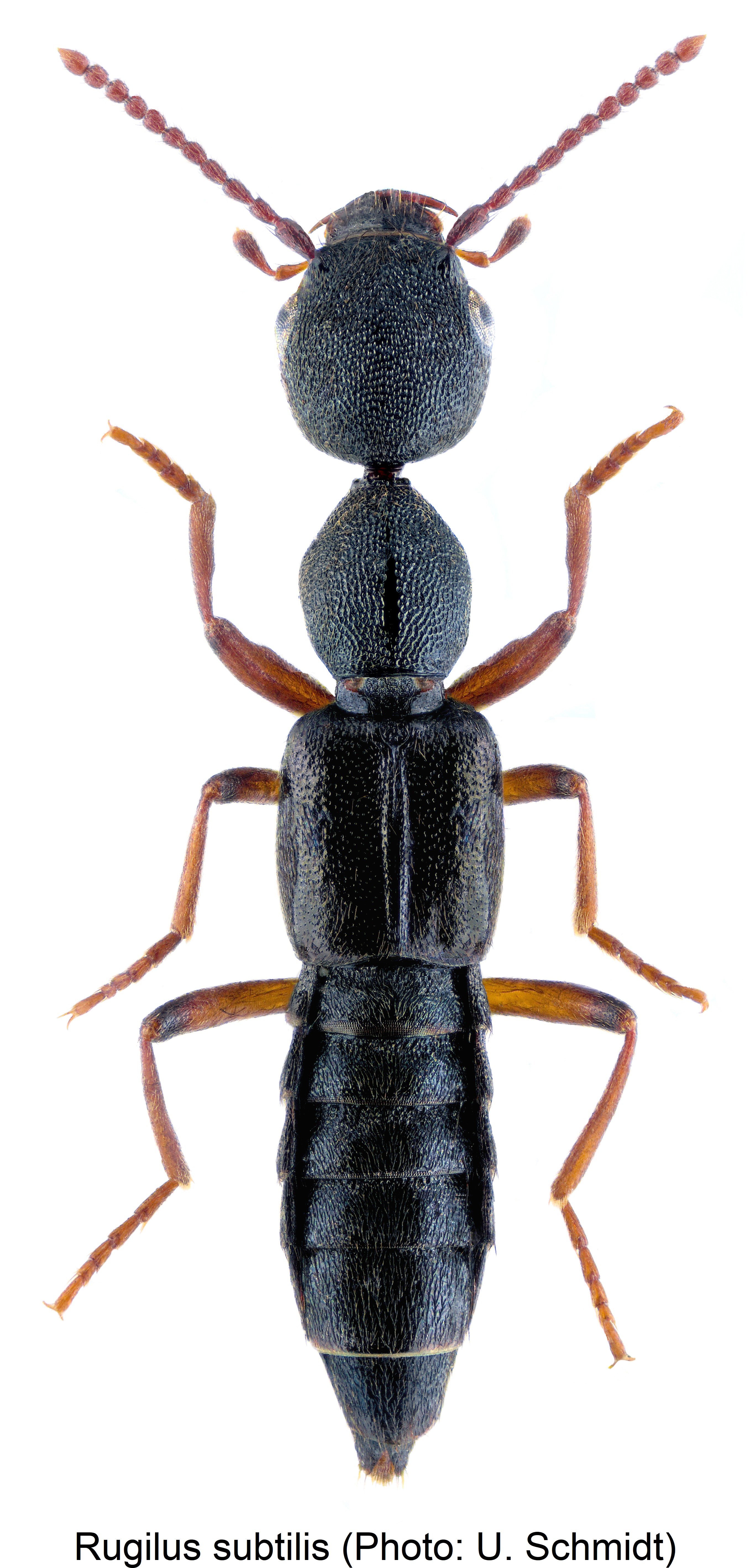 rugilus_subtilis_hab.jpg