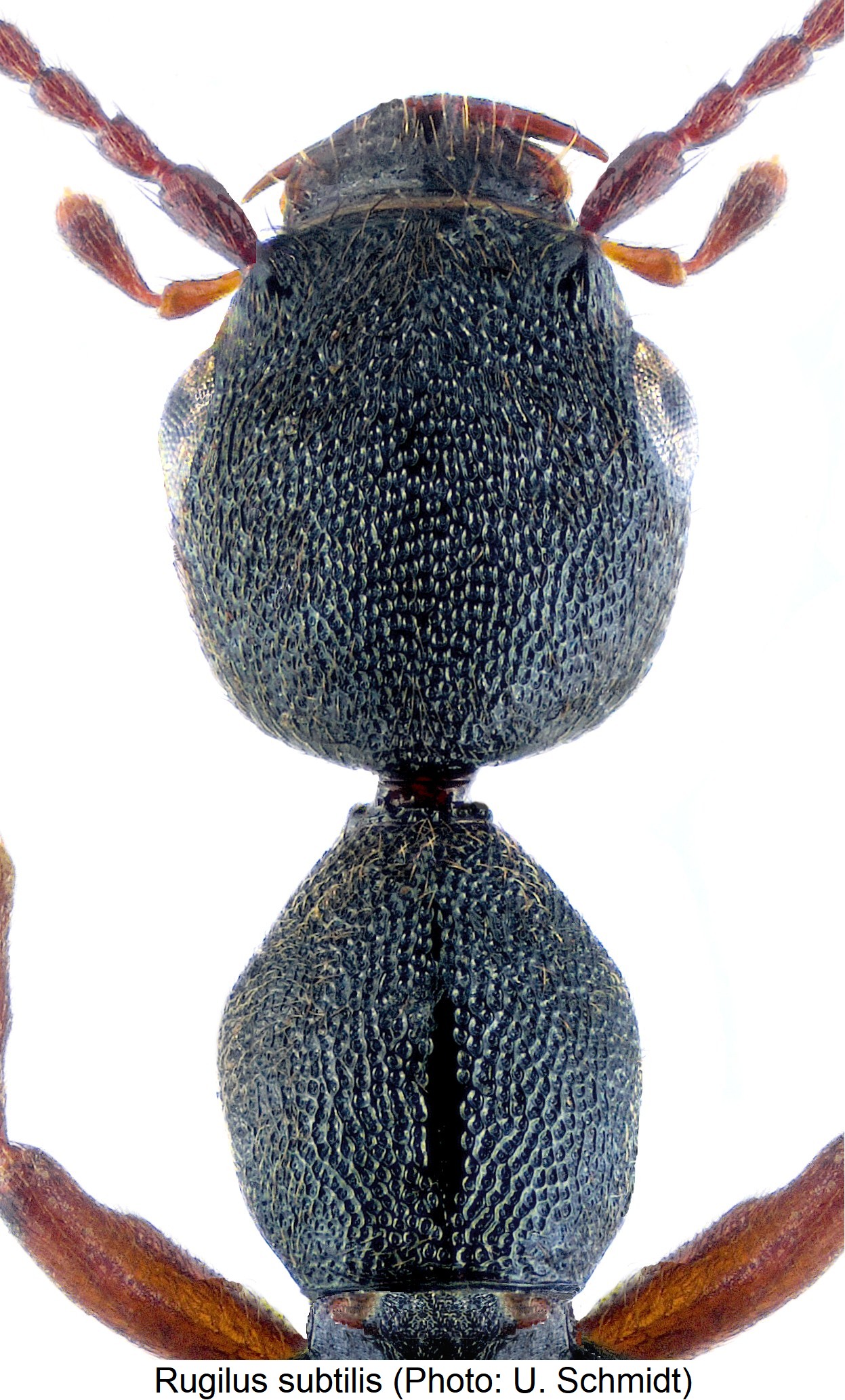 rugilus_subtilis_vk.jpg