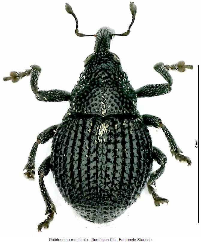 rutidosoma_monticola_hab.jpg