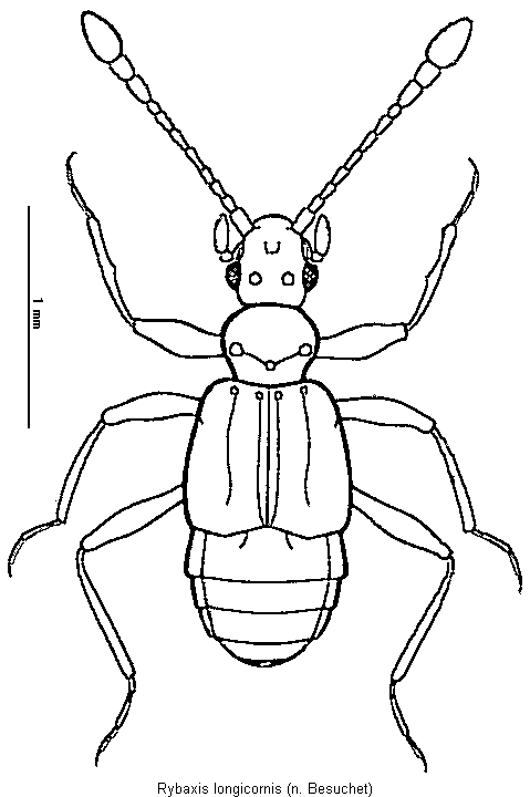 rybaxis_longicornis.gif