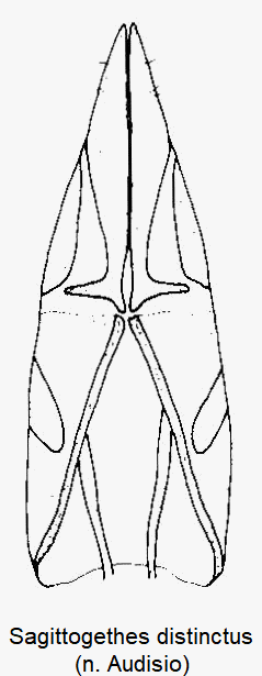 sagittogethes_distinctus_ovi1.gif