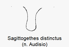 sagittogethes_distinctus_vbr.gif