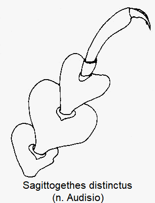 sagittogethes_distinctus_vtr.gif