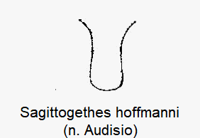 sagittogethes_hoffmanni_vbr.gif