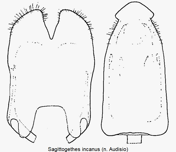 sagittogethes_incanus.gif
