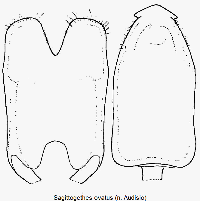 sagittogethes_ovatus.gif