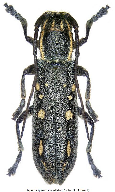 saperda_ocellata_hab.jpg