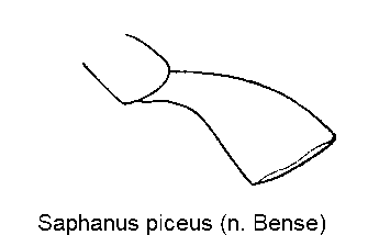 saphanus_piceus_ts.gif