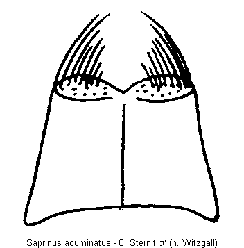 saprinus_acuminatus_sternit.gif