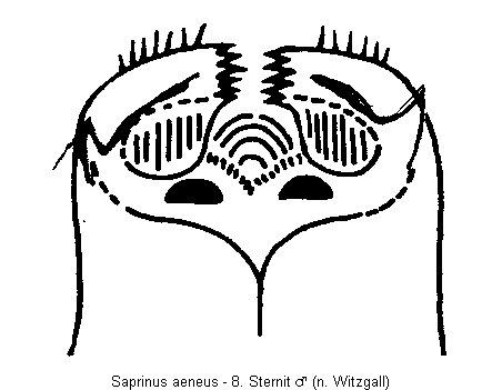 saprinus_aeneus_sternit.gif