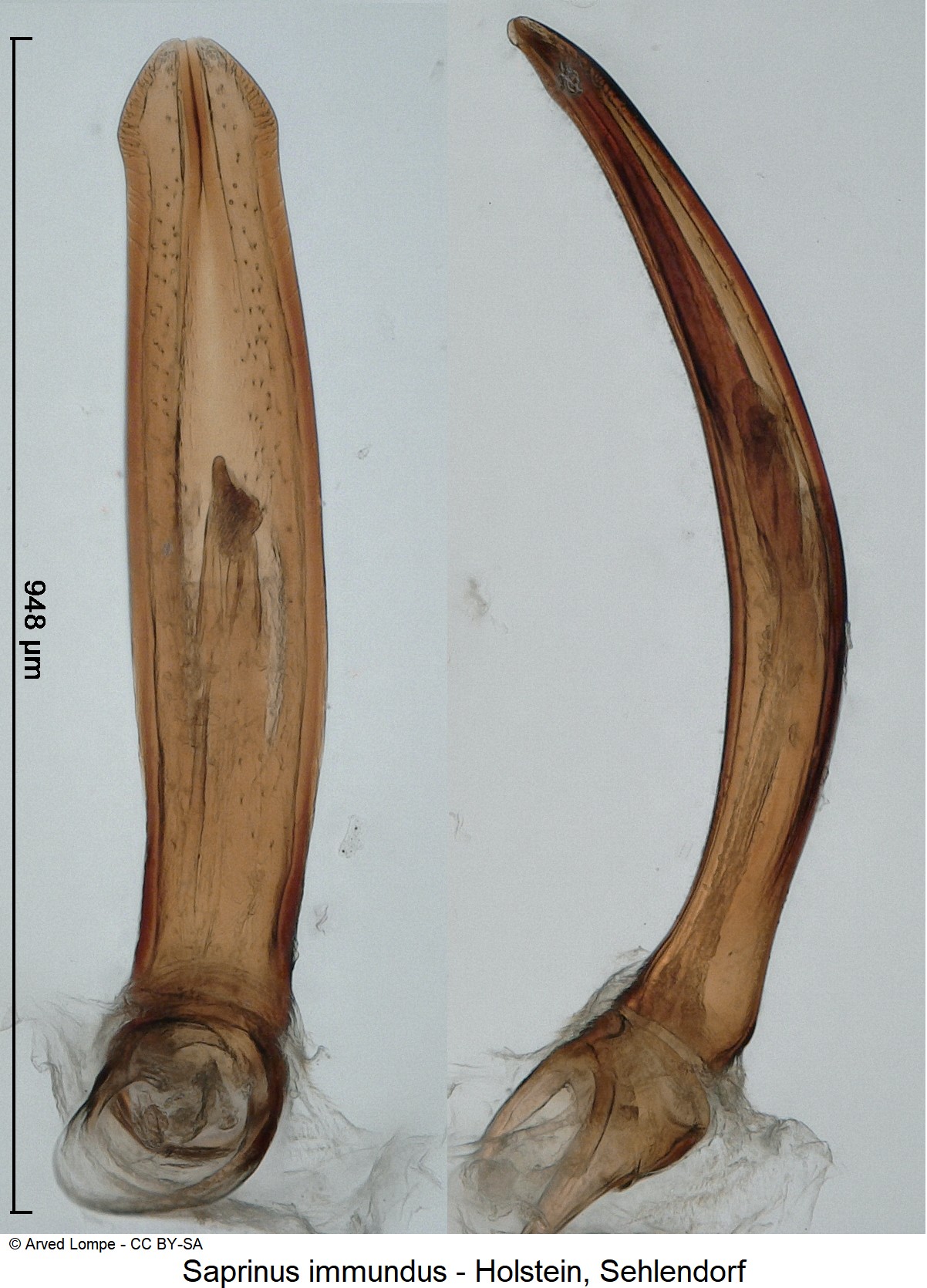 saprinus_immundus_ck3430.jpg