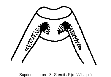 saprinus_lautus_sternit.gif