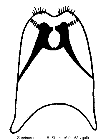 saprinus_melas_sternit.gif