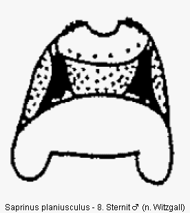saprinus_planiusculus_sternit.gif
