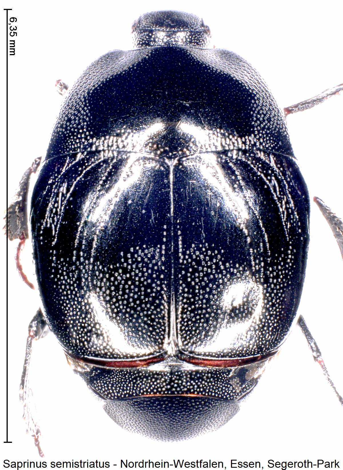 saprinus_semistriatus_hab.jpg