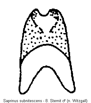 saprinus_subnitescens_sternit.gif
