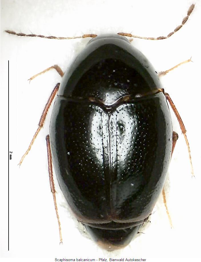 scaphisoma_balcanicum_hab.jpg