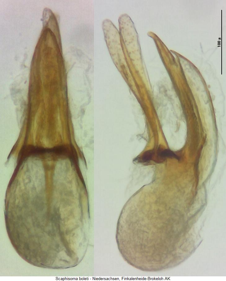 scaphisoma_boleti.jpg