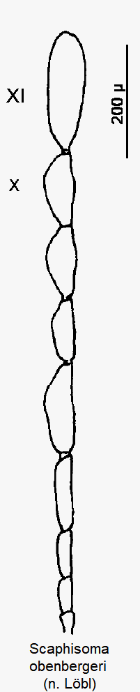 scaphisoma_obenbergeri_f.gif