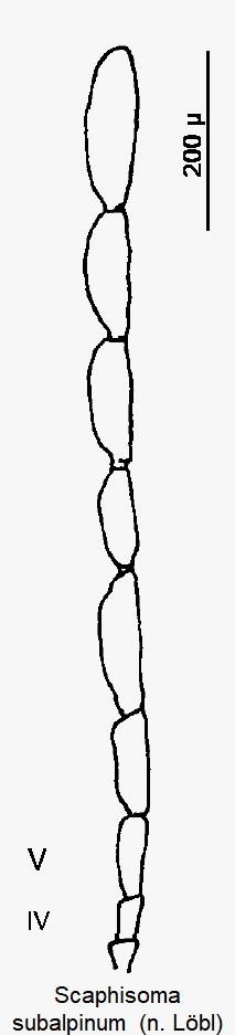 scaphisoma_subalpinum_f.gif