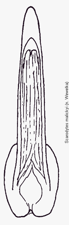 scarodytes_malickyi.gif