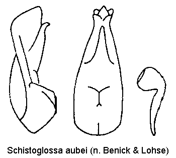 schistoglossa_aubei.gif