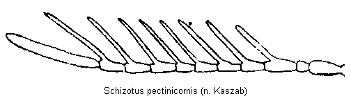 schizotus_pectinicornis_f.gif
