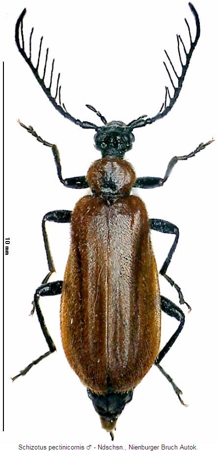 schizotus_pectinicornis_hab.jpg