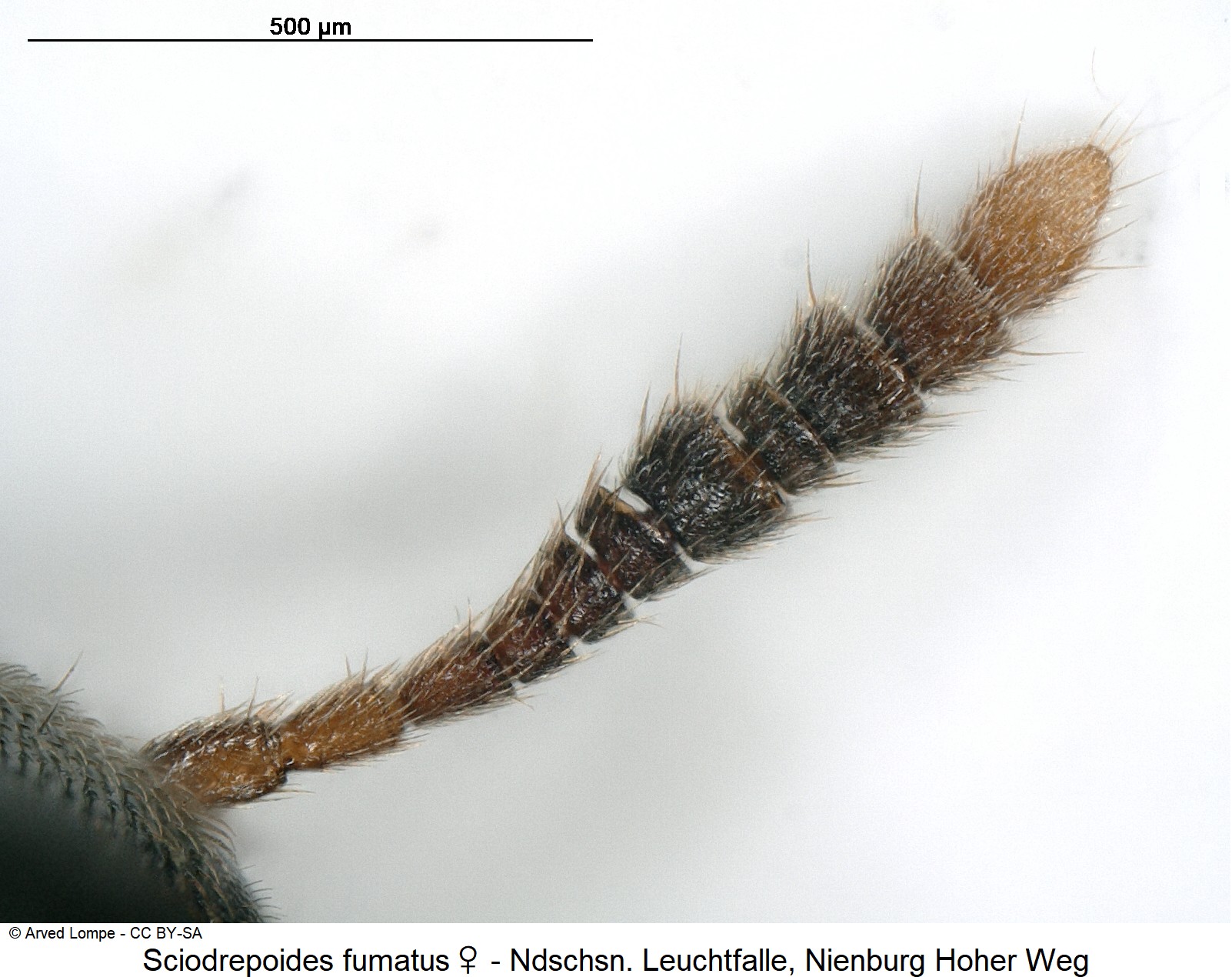 sciodrepoides_fumatus_w_f.jpg