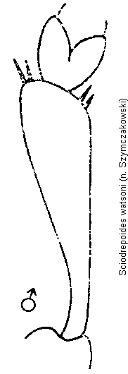 sciodrepoides_watsoni_vschn.gif