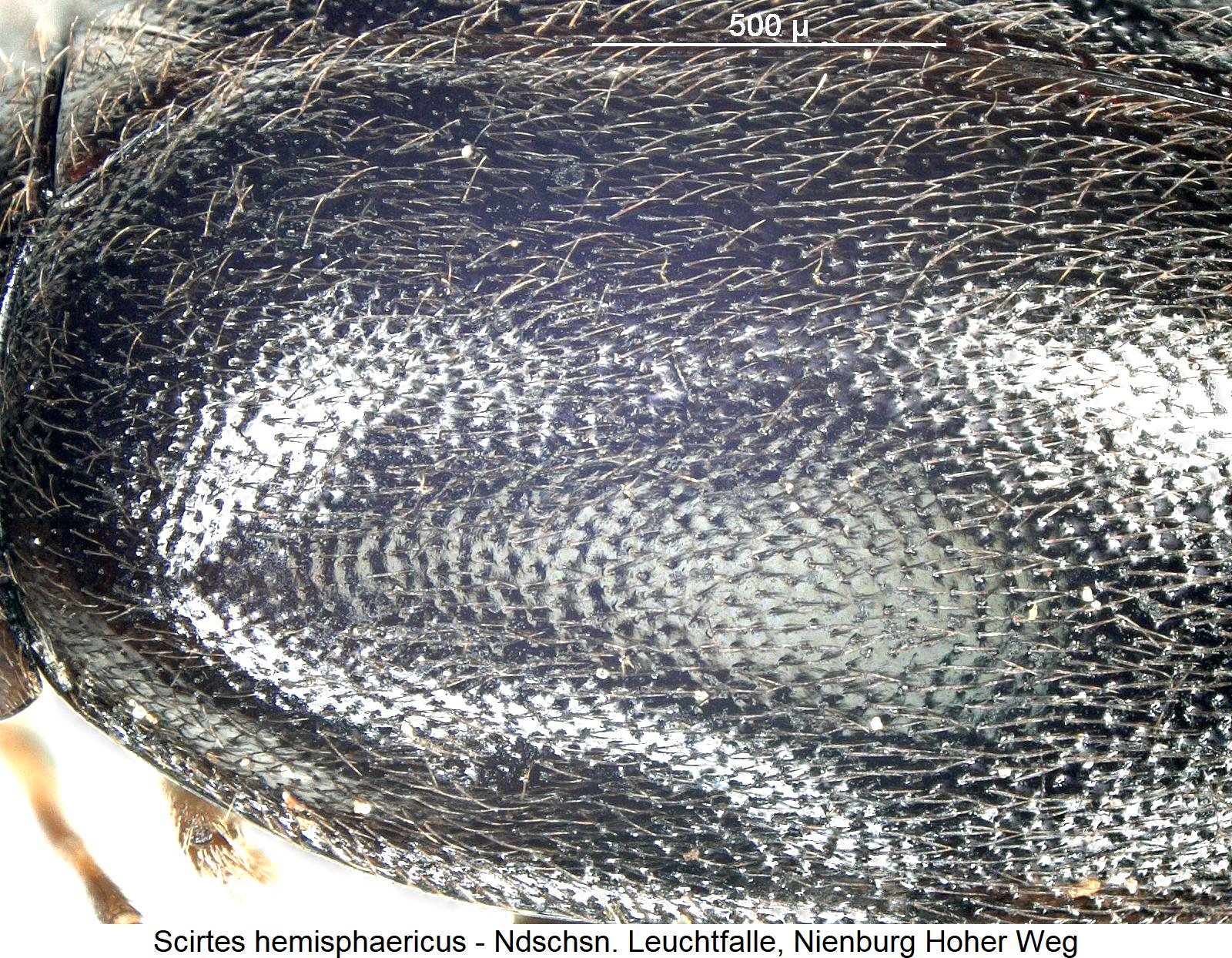scirtes_hemisphaericus_int.jpg