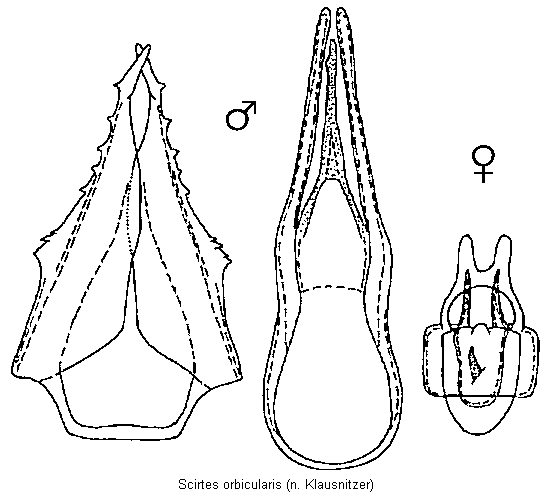 scirtes_orbicularis.gif