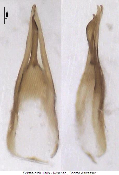 scirtes_orbicularis.jpg