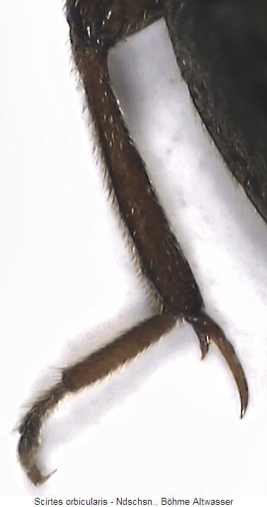 scirtes_orbicularis_hschn.jpg
