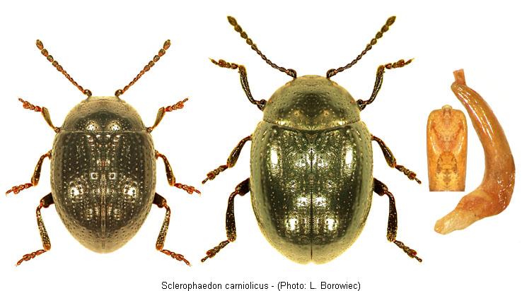 sclerophaedon_carniolicus.jpg
