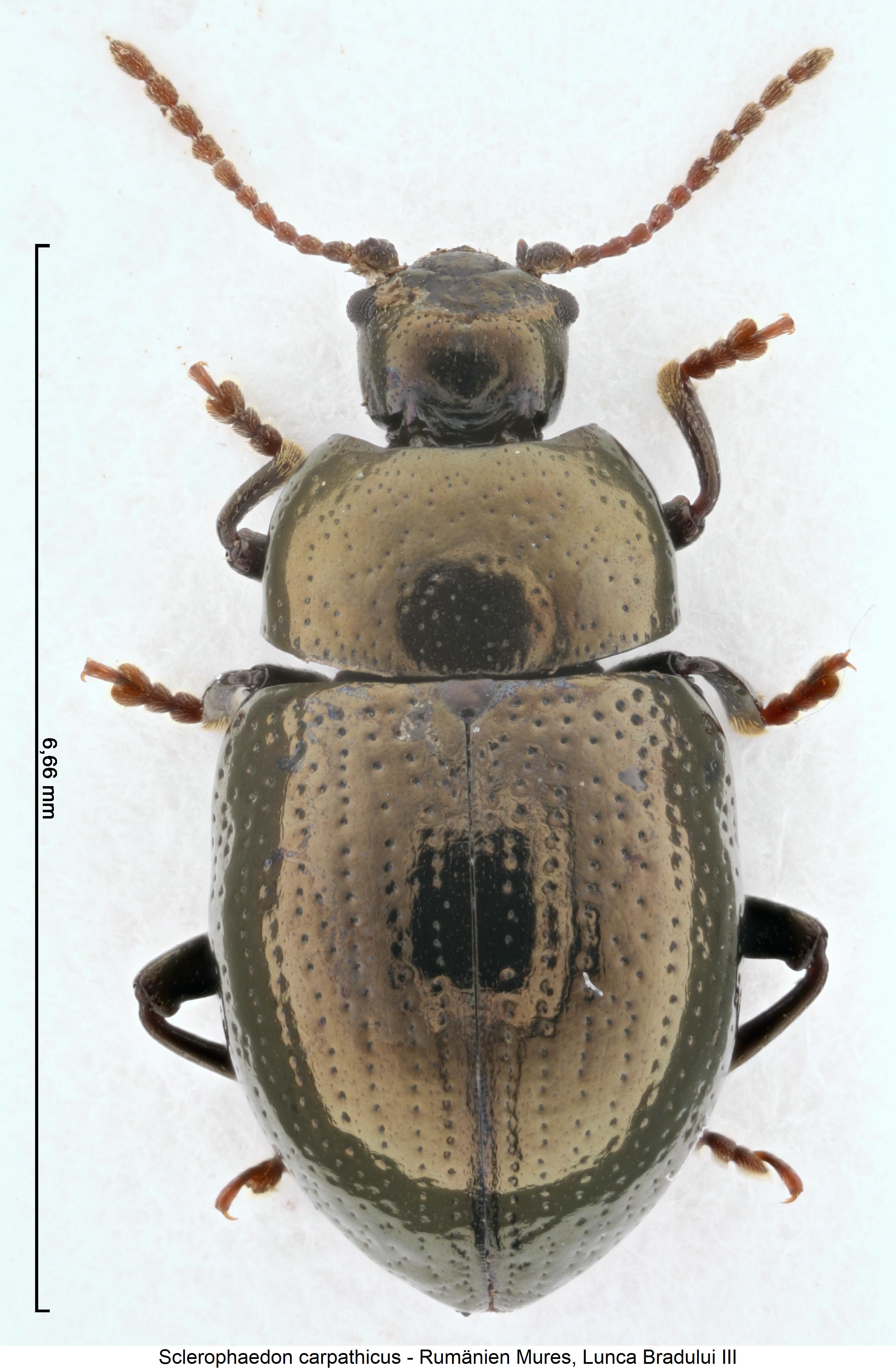 sclerophaedon_carpathicus_hab1.jpg
