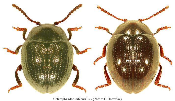 sclerophaedon_orbicularis.jpg