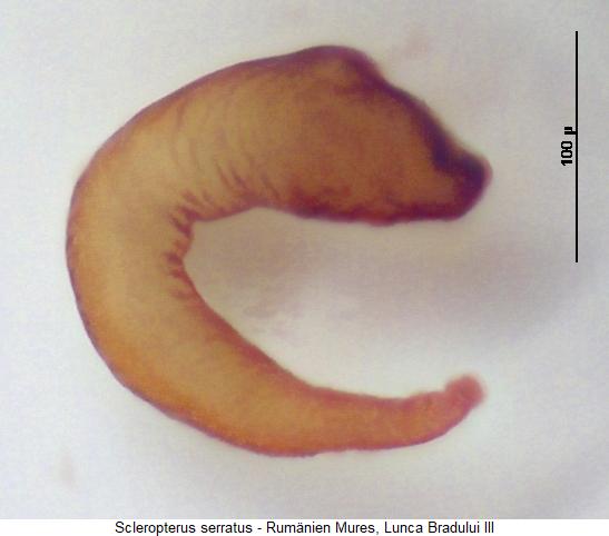 scleropterus_serratus_sperm.jpg