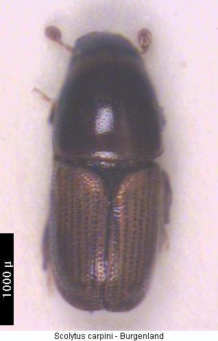 scolytus_carpini_hab.jpg