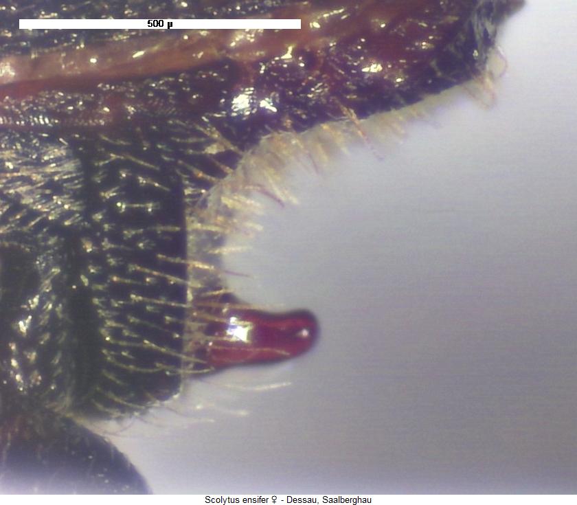 scolytus_ensifer_abd.jpg